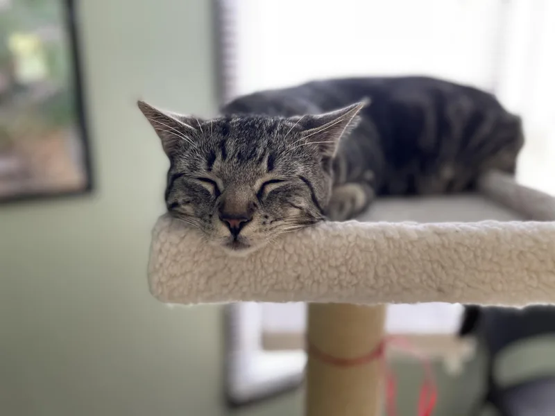 An adult medium-sized male Tabby (Gray / Blue / Silver) American Shorthair cat named Marvin for adoption in Indianapolis, IN