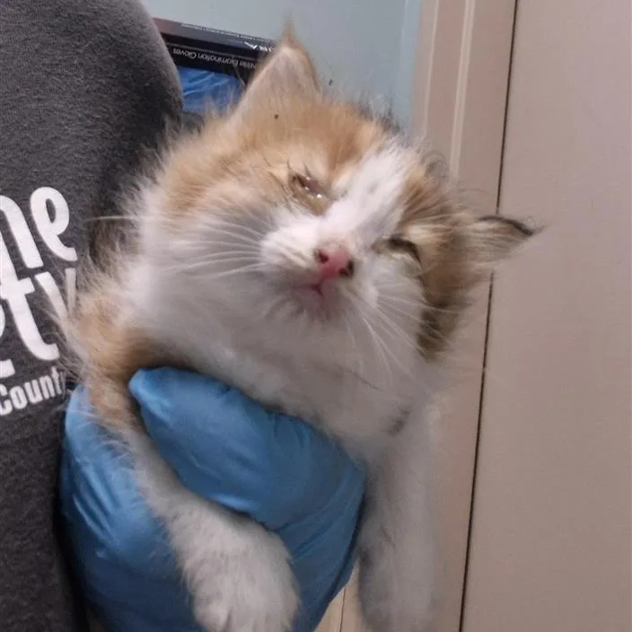 A baby small-sized female Calico Domestic Long Hair cat named Strawberry for adoption in Tacoma, WA