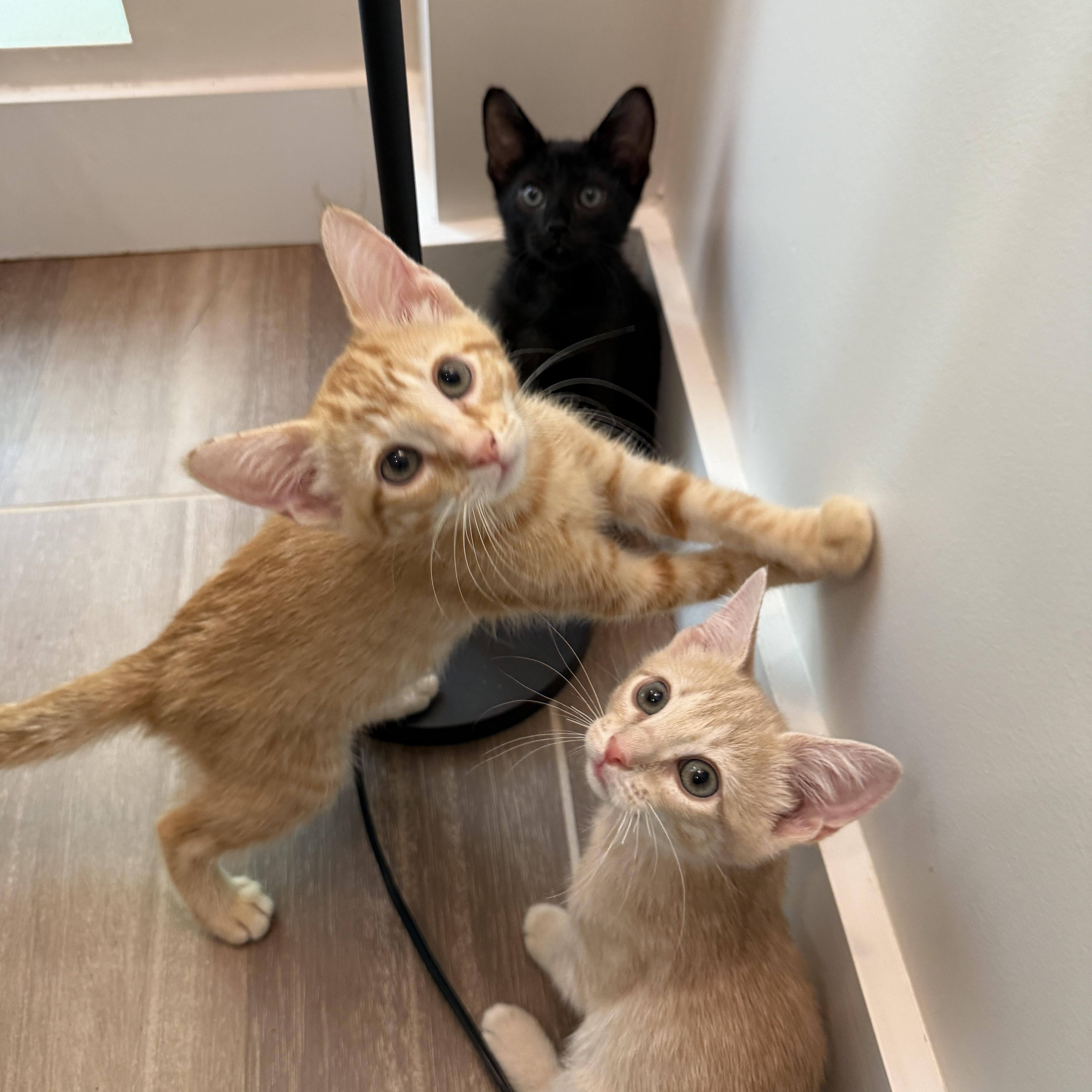 A baby medium-sized male Tabby (Orange / Red) Domestic Short Hair cat named Hook for adoption in Brooklyn, NY