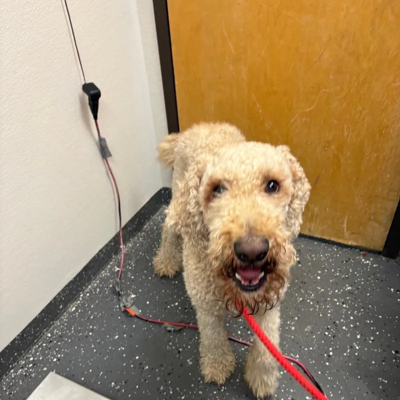 An adult large-sized male Yellow / Tan / Blond / Fawn Standard Poodle dog named Holmes for adoption in Columbiana, AL