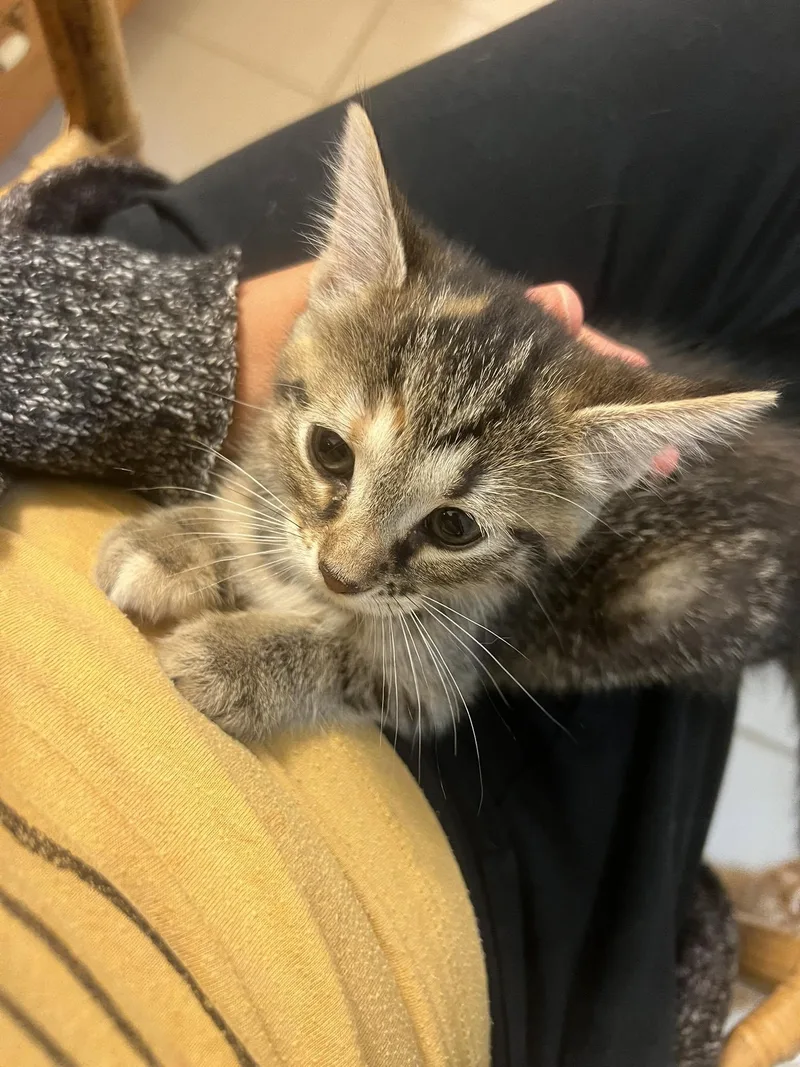 A baby medium-sized female Torbie cat named Petunia for adoption in Findlay, OH