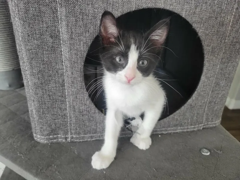 A baby small-sized female Black & White / Tuxedo Domestic Short Hair cat named Rey for adoption in tucson, AZ