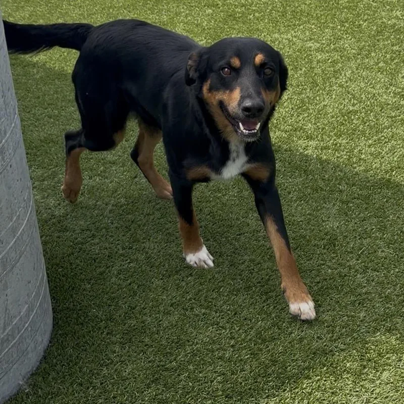 An adult medium-sized male Black Rottweiler dog named Wyatt Earp for adoption in Idaho Falls, ID