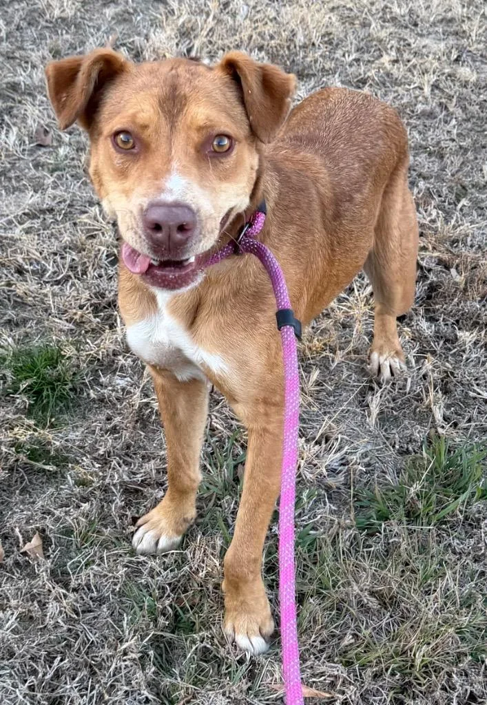 A young large-sized male Shepherd dog named Dingo for adoption in Greenwood, MS