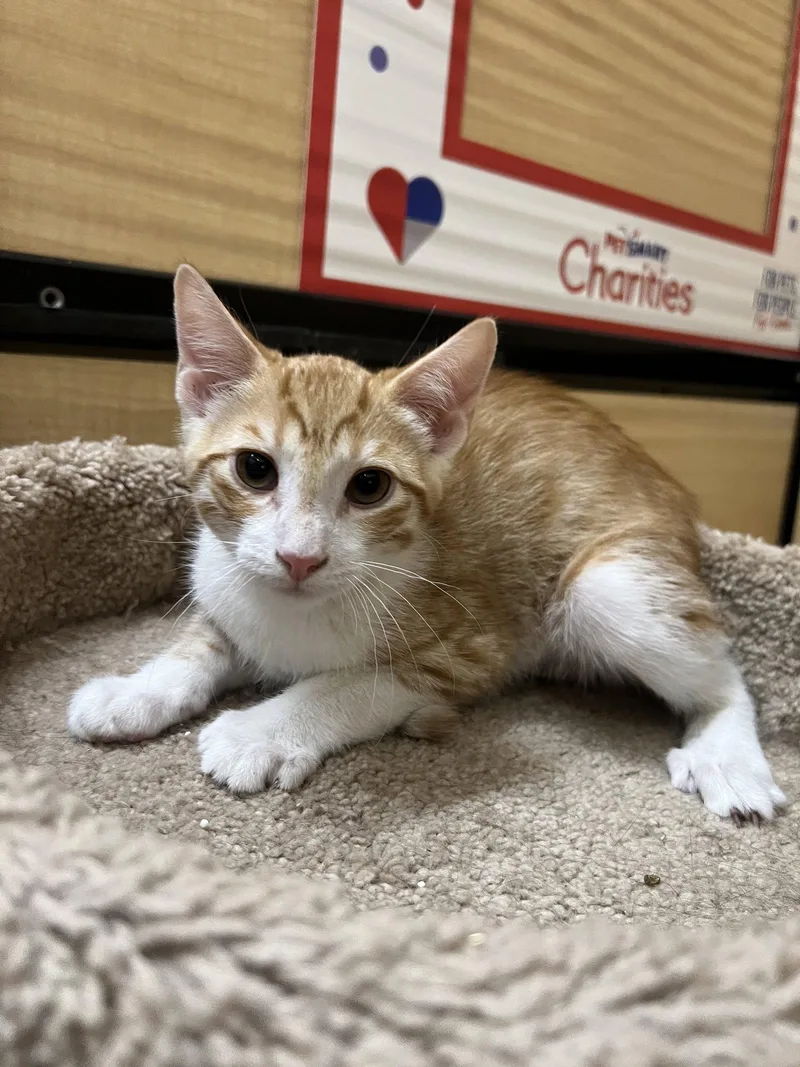 A young medium-sized male Siamese cat named Nacho for adoption in Riverside, CA