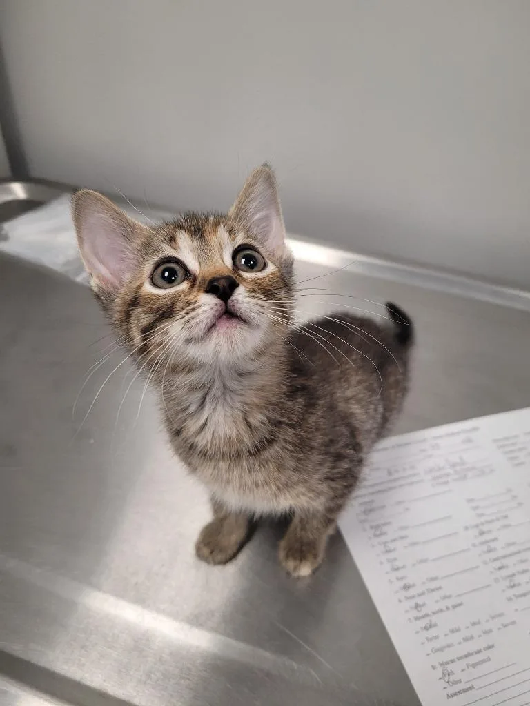 A baby small-sized female Domestic Short Hair cat named Finch for adoption in Angola, IN