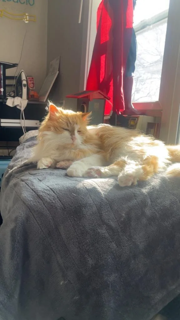 A senior medium-sized female Domestic Long Hair cat named Marigold for adoption in Minneapolis, MN