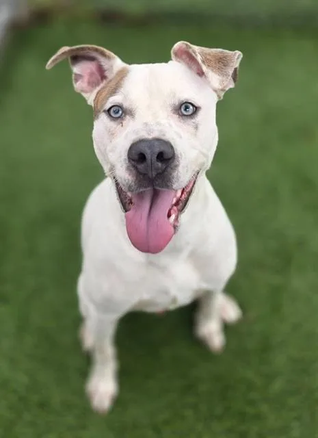 A young large-sized male Mixed Breed dog named Radish for adoption in Columbia, SC