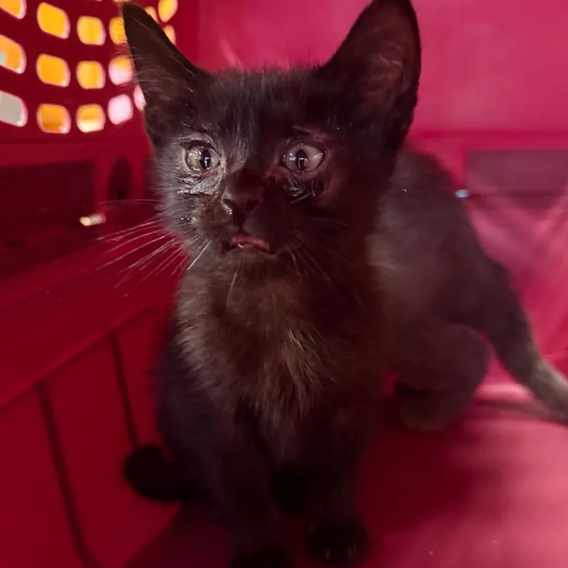A baby small-sized male Black Domestic Medium Hair cat named Beachy for adoption in Ashtabula, OH
