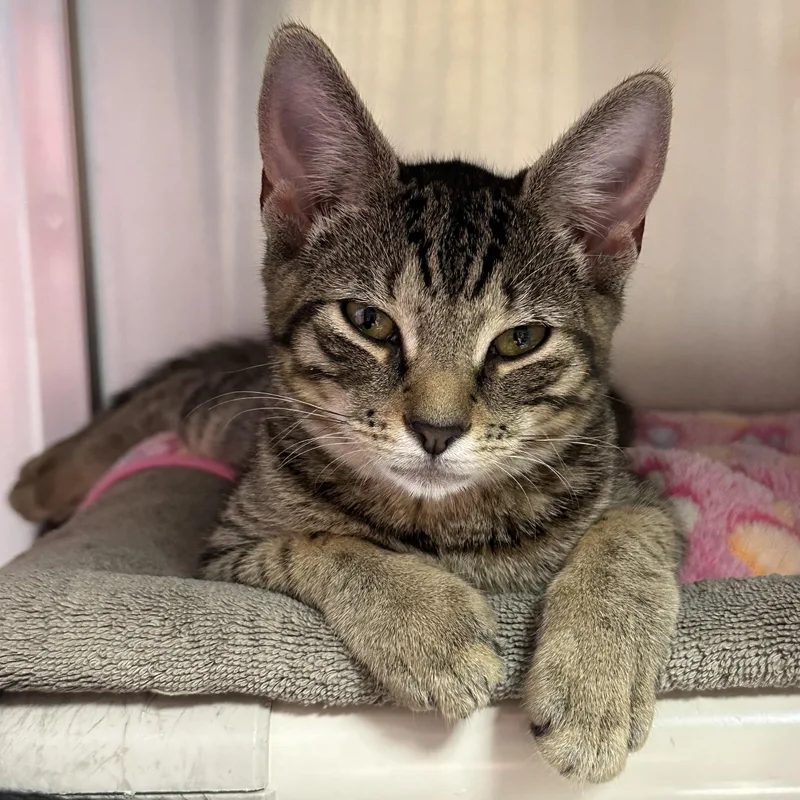 A baby medium-sized female Domestic Short Hair cat named Tofu & Kimchi for adoption in Clifton, NJ