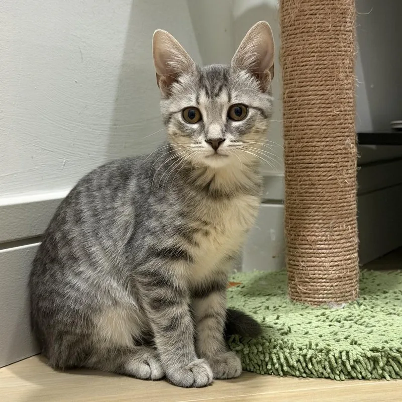 A baby small-sized female Domestic Short Hair cat named Nila for adoption in Jupiter, FL