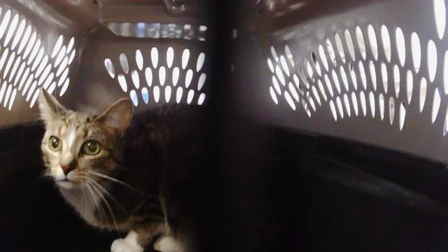 A young small-sized female Domestic Short Hair cat named Phoebe for adoption in Charlotte, NC