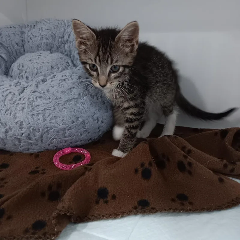 A baby small-sized male Brown / Chocolate Domestic Short Hair cat named Frappe for adoption in Elizabeth City, NC