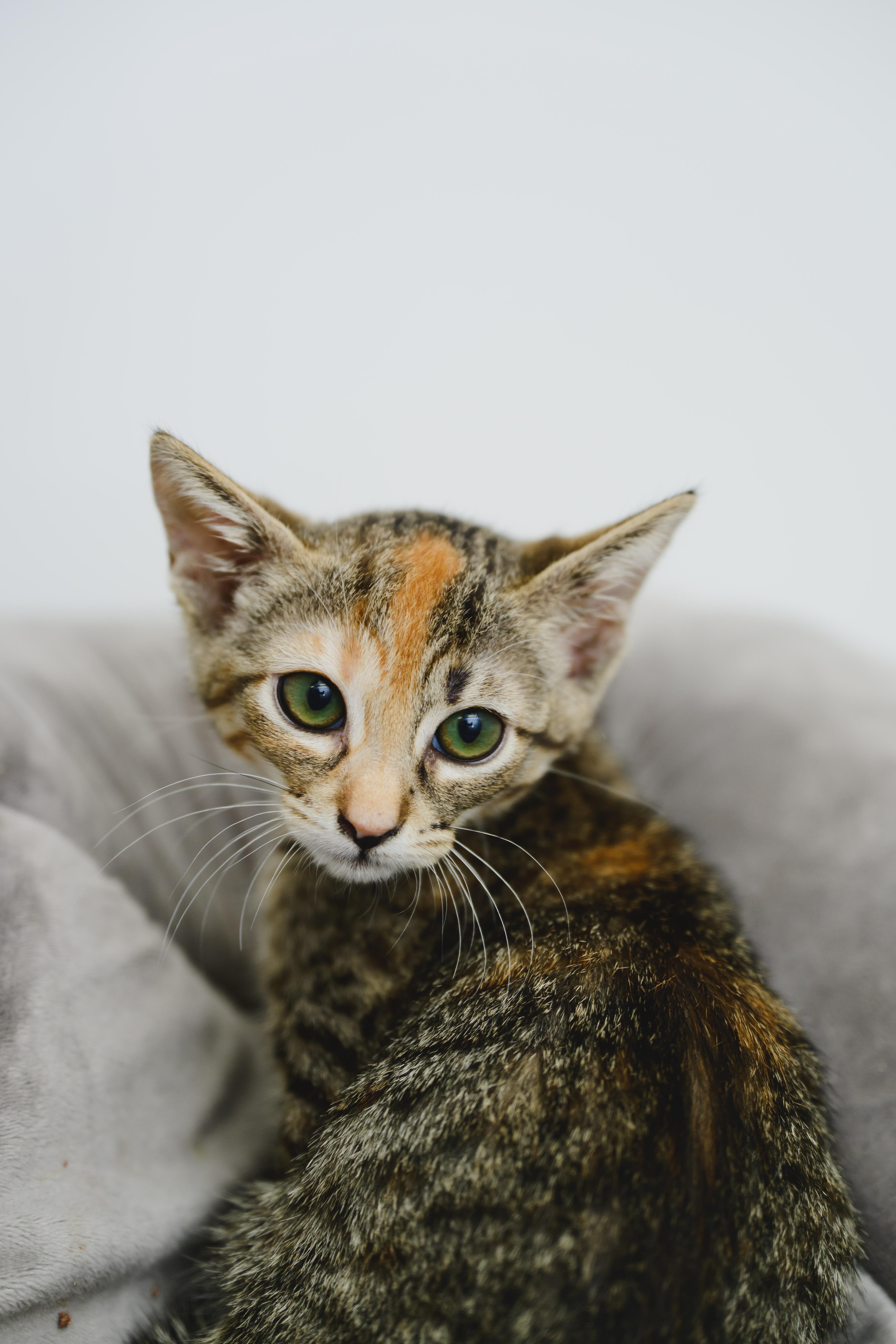 A baby small-sized female Domestic Short Hair cat named Acorn for adoption in Honolulu, HI