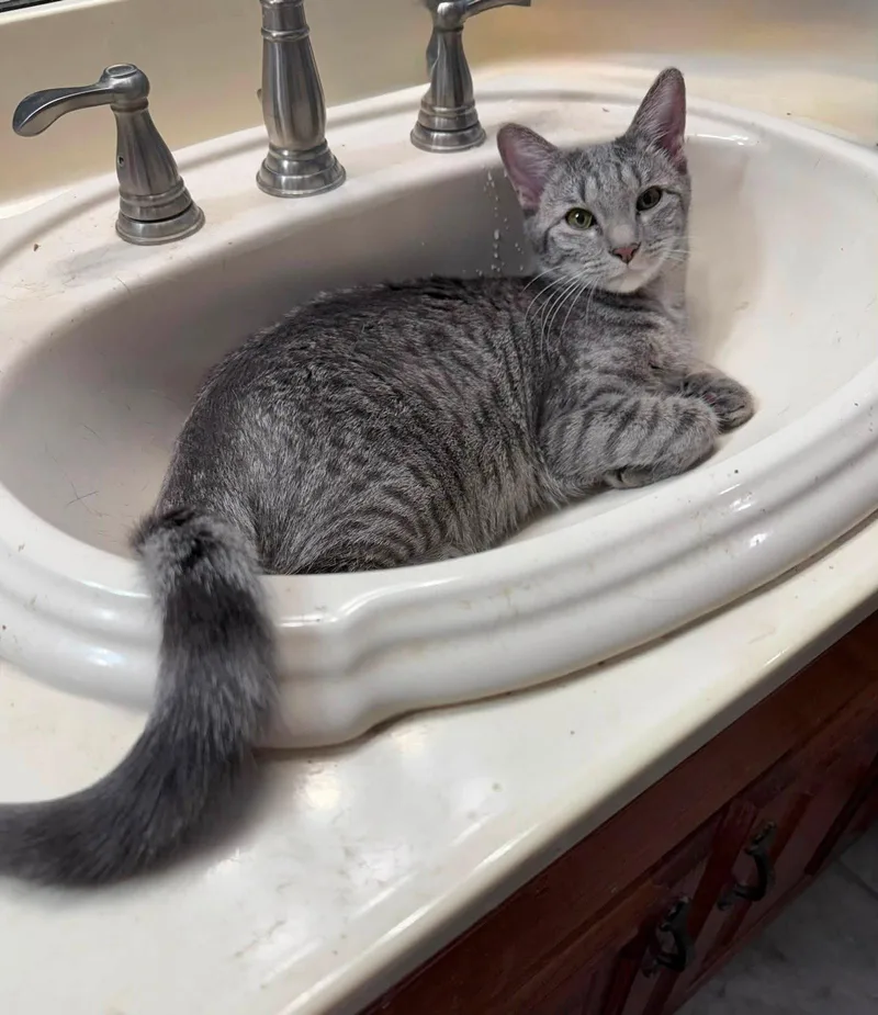 A baby small-sized female Tabby cat named Betsy Ross for adoption in Capshaw, AL