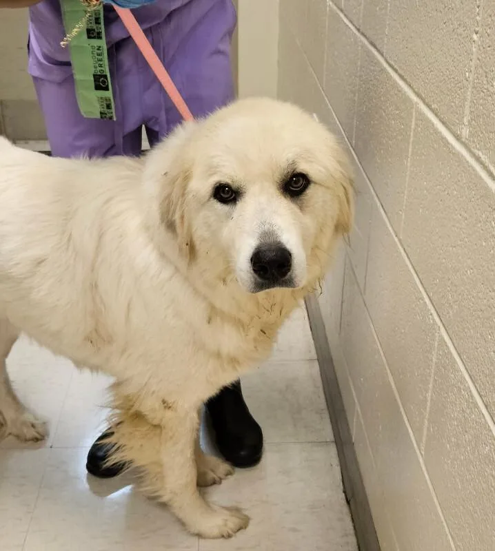 A young large-sized female Great Pyrenees dog named Haven for adoption in Disputanta, VA