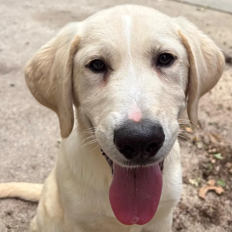 A baby medium-sized male White / Cream Mixed Breed dog named Cameron for adoption in East Hanover, NJ