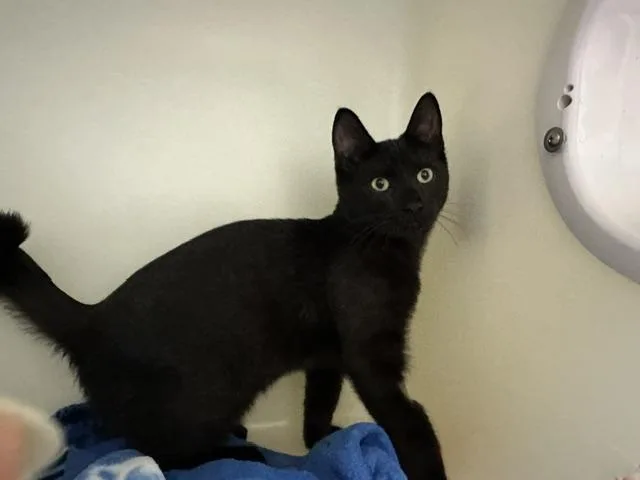 Simon