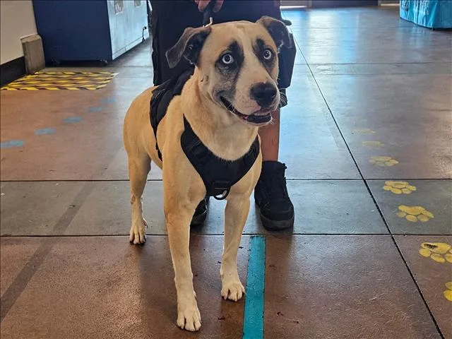 An adult large-sized male Mixed Breed dog named Bandit for adoption in Van Nuys, CA