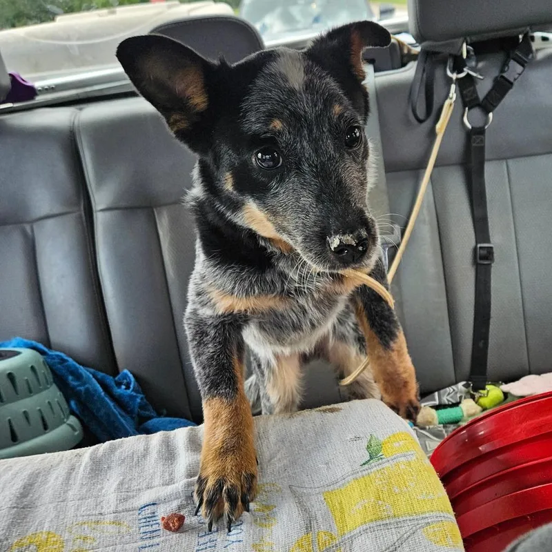 A young small-sized female Black Australian Cattle Dog / Blue Heeler dog named Royal for adoption in Lake Jackson, TX