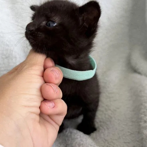 A baby small-sized male Domestic Short Hair cat named Leroy for adoption in Plantation, FL