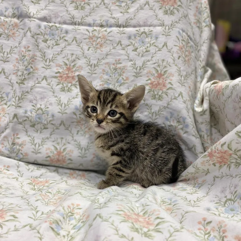 A baby small-sized male Brown / Chocolate Domestic Short Hair cat named Wade Wilson for adoption in Los Angeles, CA