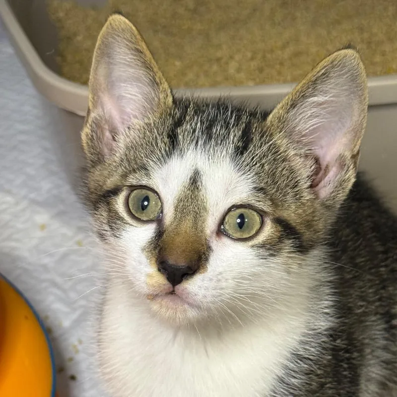 A baby small-sized male Buff / Tan / Fawn Domestic Short Hair cat named Surfside for adoption in Middle Village, NY