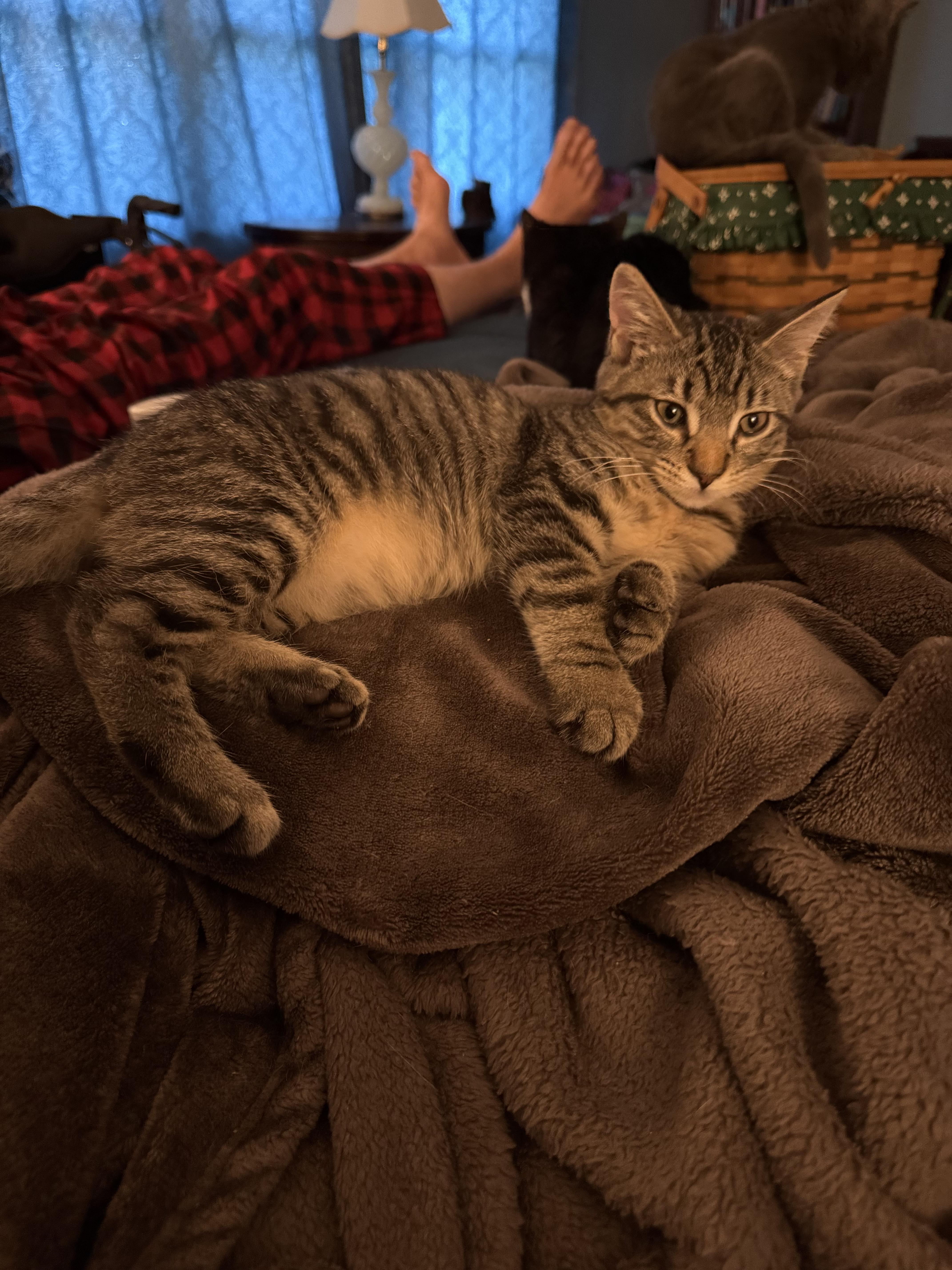 A baby small-sized male Tabby (Brown / Chocolate) Domestic Short Hair cat named Edgar for adoption in Indianapolis, IN