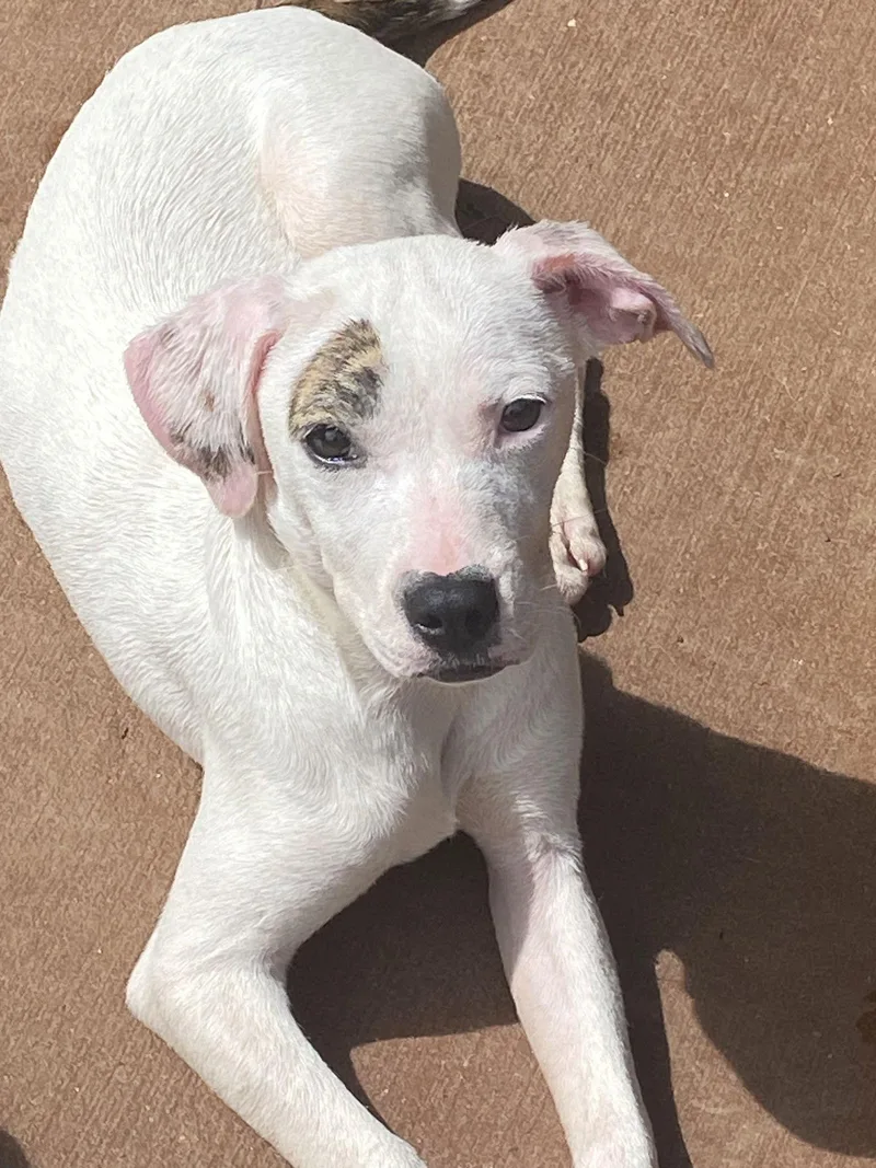 Yellowluna thumbnail 2