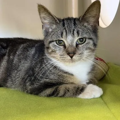 A young medium-sized female Tabby (Buff / Tan / Fawn) Domestic Short Hair cat named Elvira for adoption in Lansing, MI