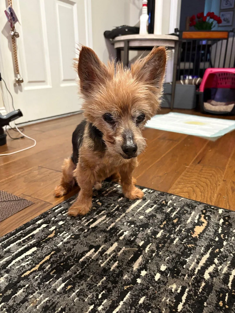 Levi Apr