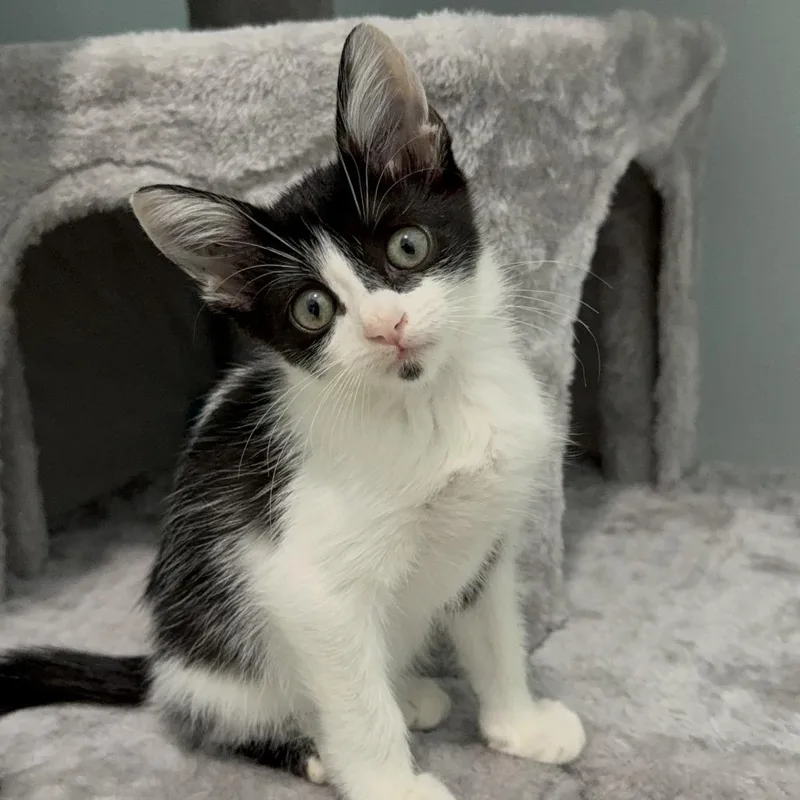 A baby small-sized female White Domestic Short Hair cat named Chess for adoption in West Palm Beach, FL