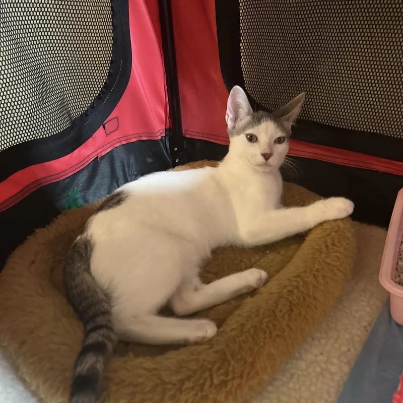 A baby medium-sized male Gray & White Domestic Short Hair cat named Timmy for adoption in Intercession city , FL