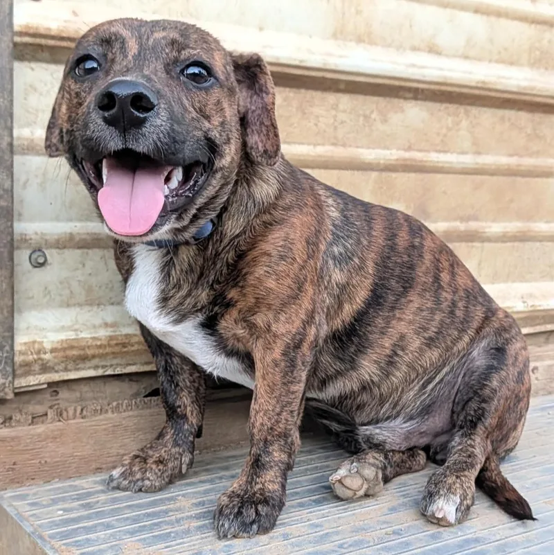 A baby medium-sized male Brindle Chiweenie dog named Bandit for adoption in Tishomingo, OK