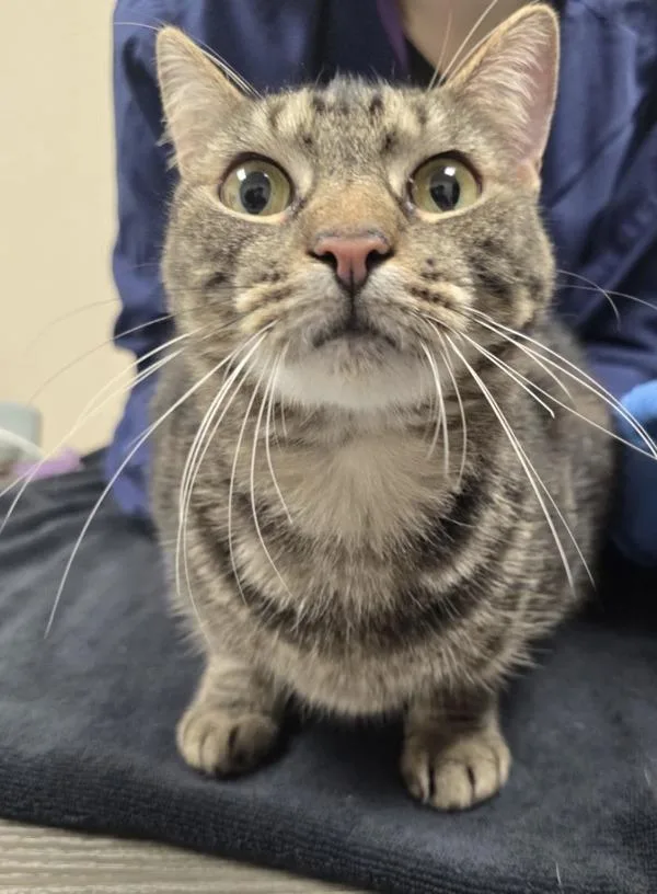 An adult small-sized female Domestic Short Hair cat named Cordellia for adoption in Sherwood, OR