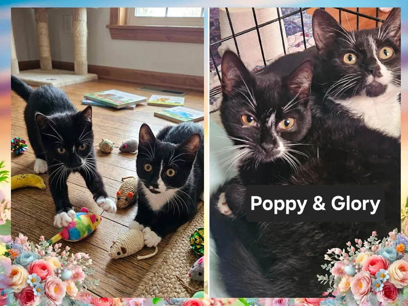 A baby medium-sized female Black & White / Tuxedo Domestic Short Hair cat named Poppie & Glory for adoption in Corinth, NY
