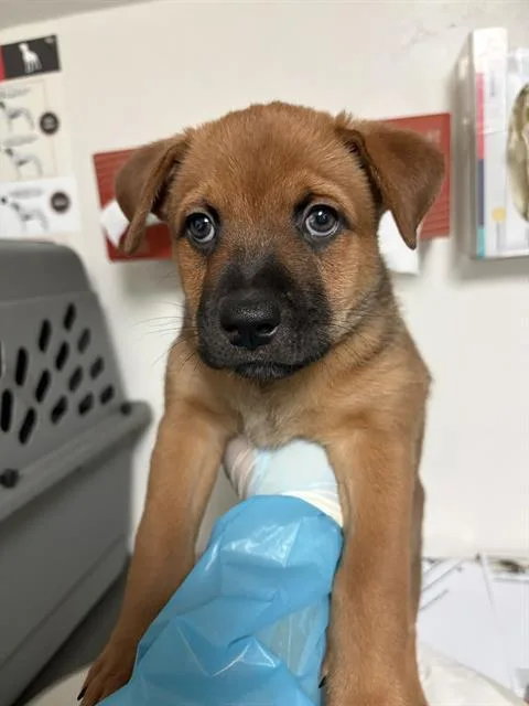 A baby small-sized male Border Collie dog named Beck for adoption in Bakersfield, CA