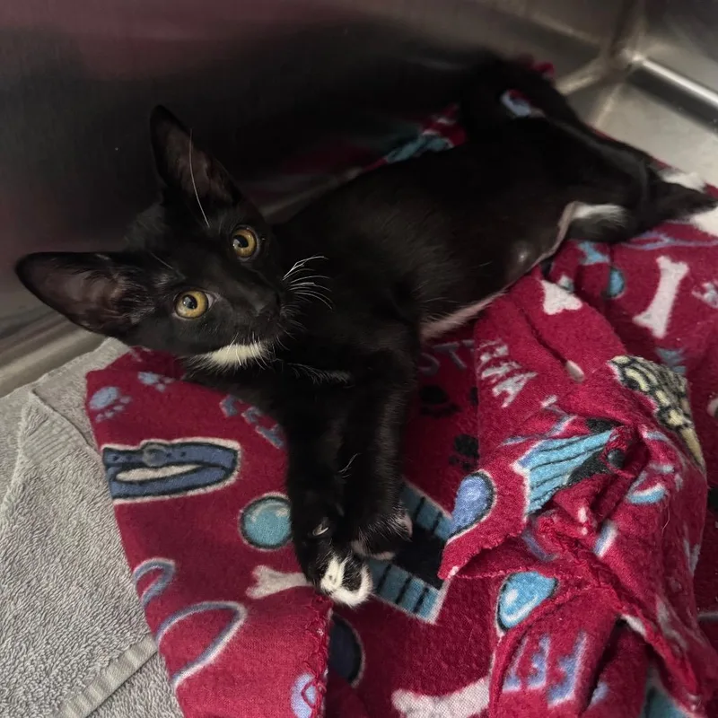 A baby small-sized female Black Domestic Short Hair cat named Beetle for adoption in Middleburg, FL