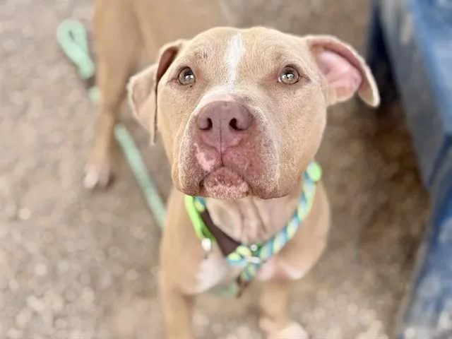 An adult large-sized male Pit Bull Terrier dog named Noah for adoption in Tucson, AZ