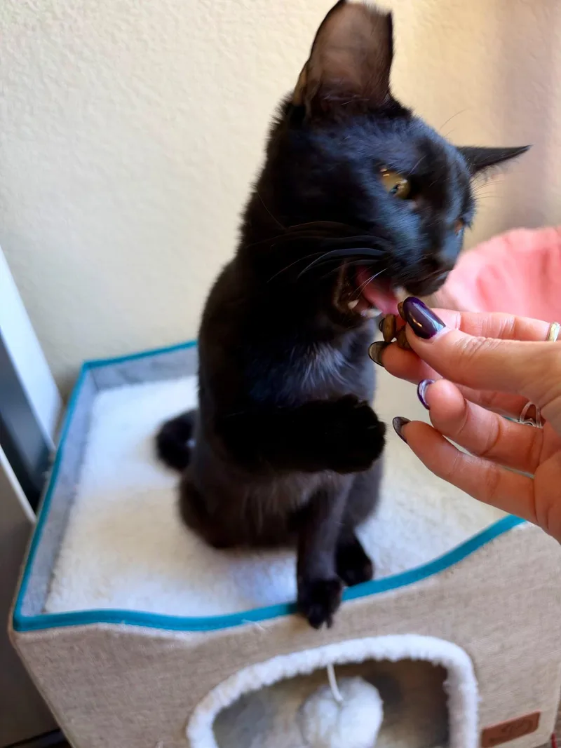 A baby medium-sized male Black Bombay cat named Jedi for adoption in Fresno, CA