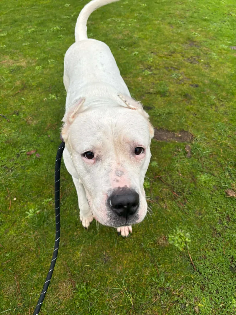 An adult extra large-sized female White / Cream Dogo Argentino dog named Sara for adoption in Tacoma, WA