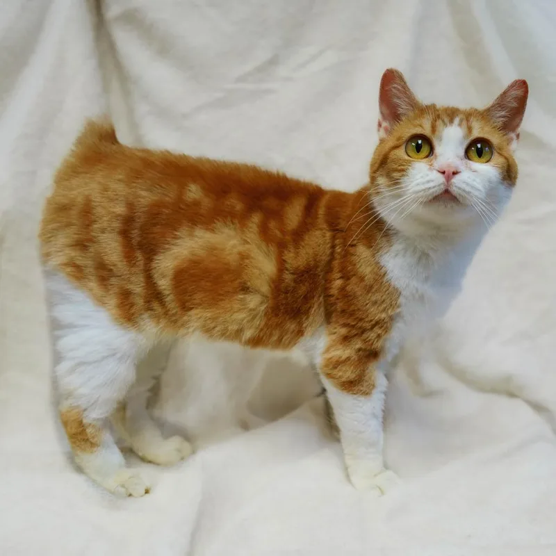 An adult medium-sized female Buff / Tan / Fawn Manx cat named Rue for adoption in Versailles, KY