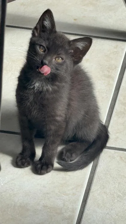 A young small-sized female Domestic Short Hair cat named Rey for adoption in Lafayette, IN