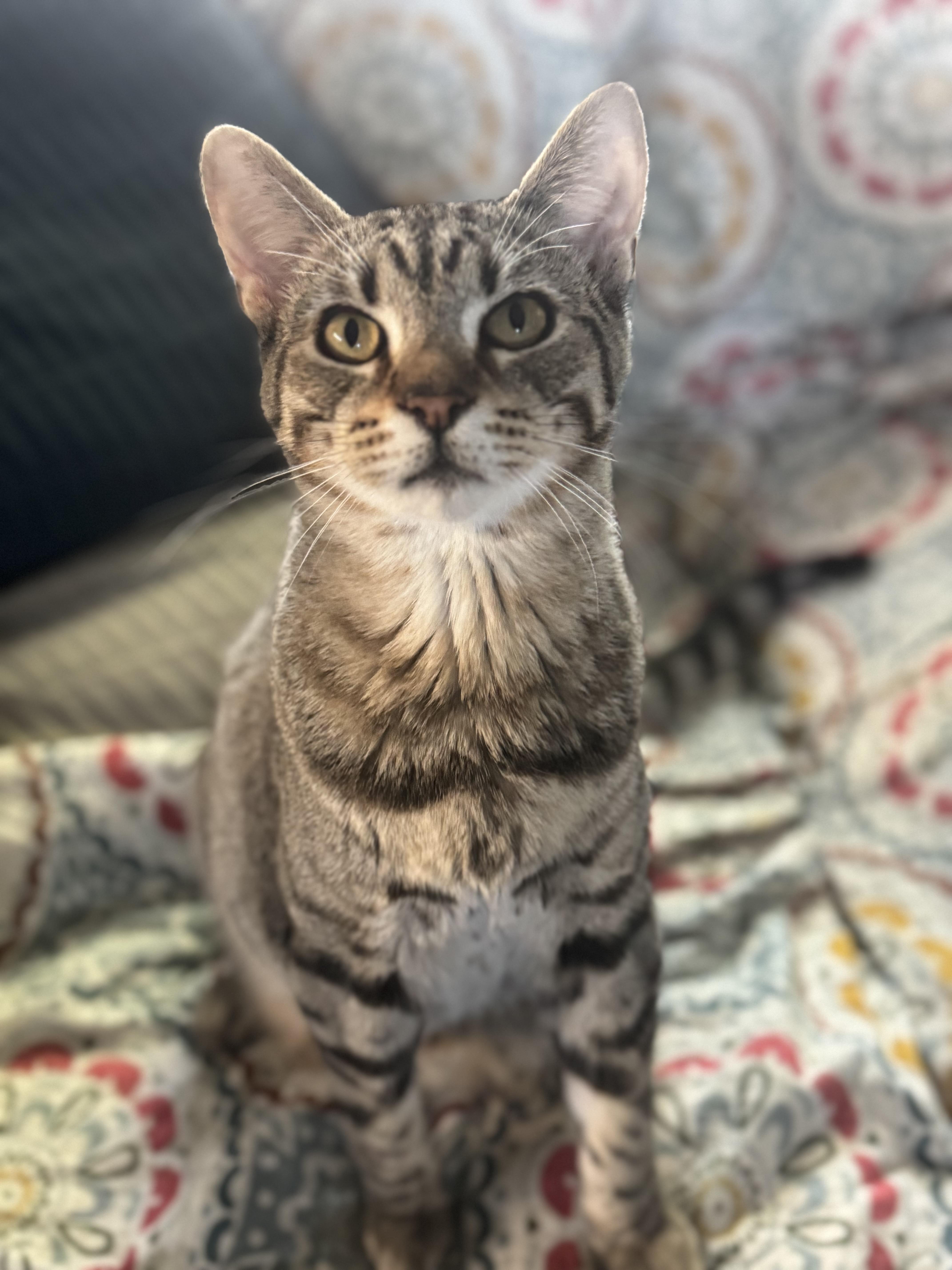 Graham Cracker Grimm