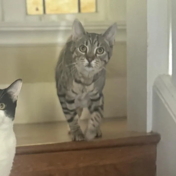 Graham Cracker Grimm thumbnail 2