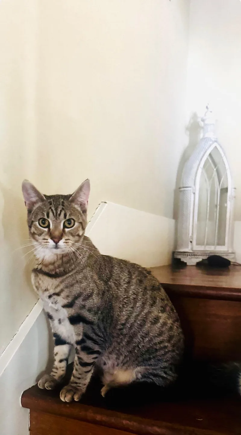 Graham Cracker Grimm thumbnail 3