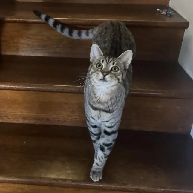 Graham Cracker Grimm thumbnail 4