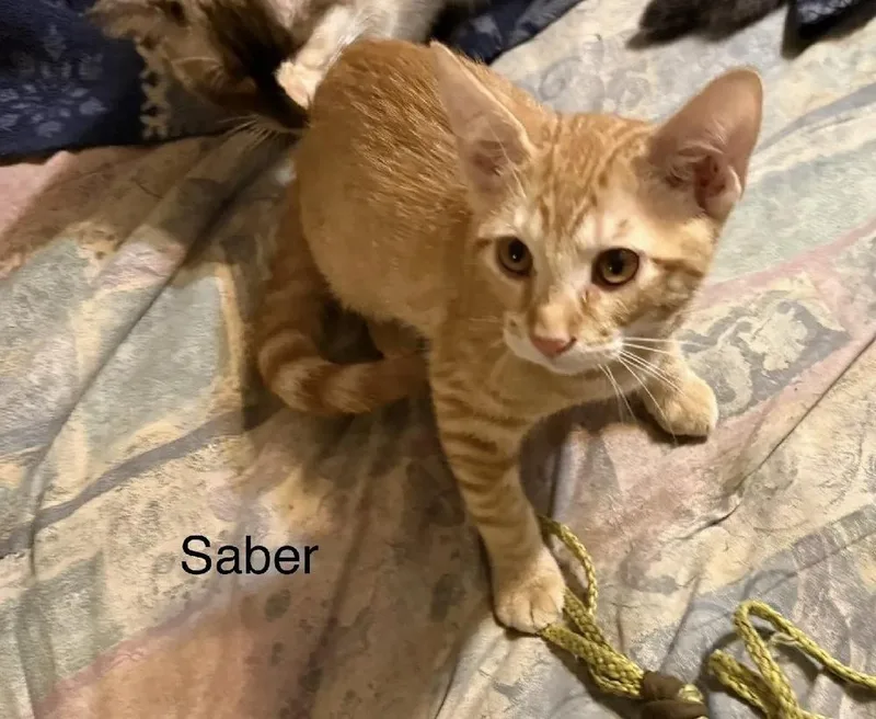 A baby medium-sized male Tabby (Orange / Red) Domestic Medium Hair cat named Saber for adoption in Safety Harbor, FL