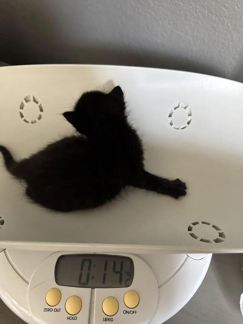 Lando