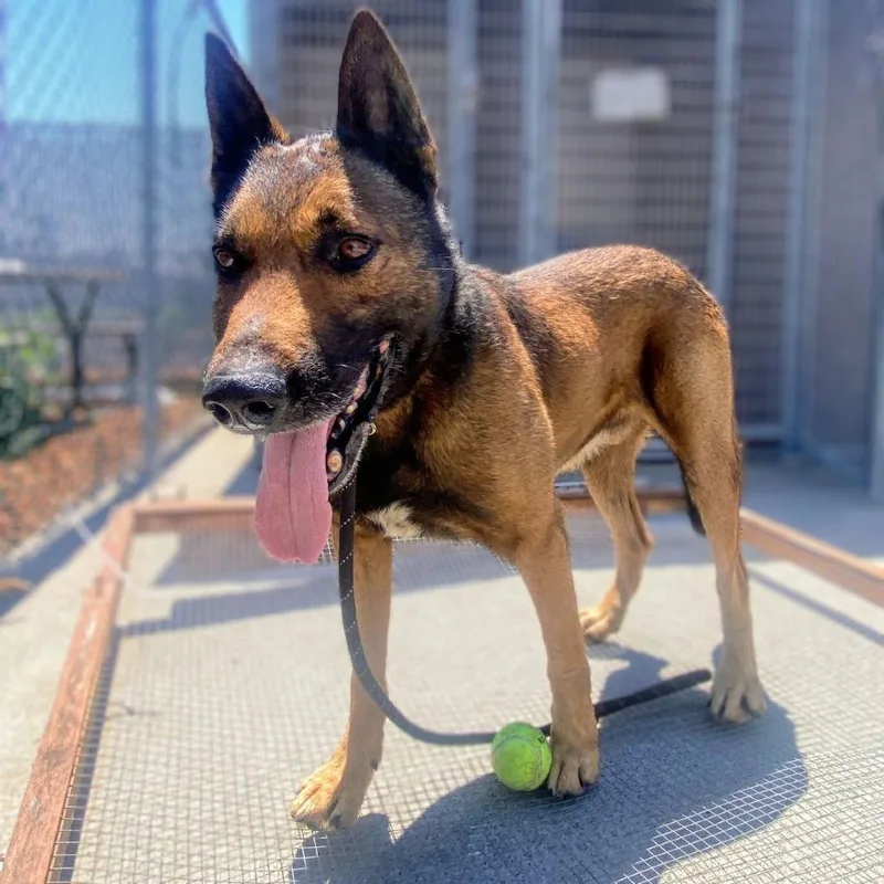 Ghirardelli thumbnail 3